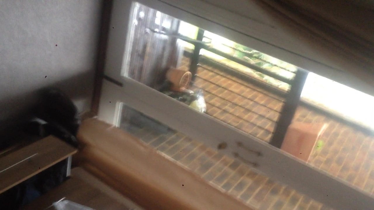 mauritian cock sucked by a norwegian girl